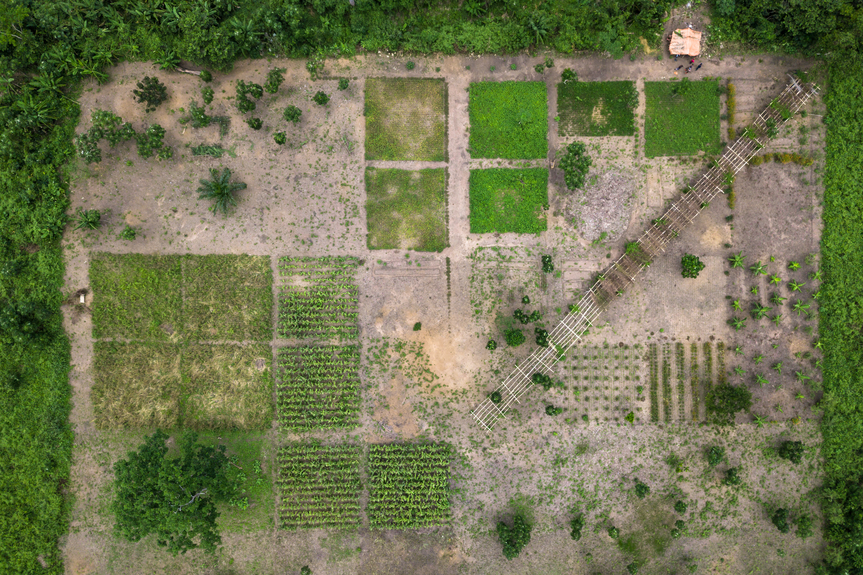 Community Forest in DRC